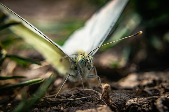 Macro Shot Of A Lemongrass Butterfly Perched On The Ground