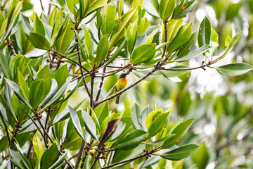 Ruby - cheeked Sunbird