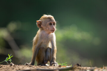 Baby Toque Macaque | Sri Lankan Toque Monkey
