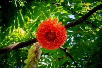 Brownea grandiceps -Small flowers, delicate petals, dark orange, gathered in a large bouquet.