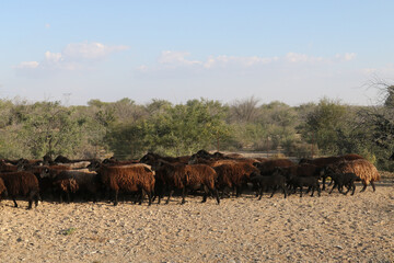 Karakul sheep on a farm near Brandvlei, South Africa