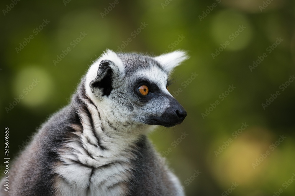 Poster Selective of a lemur face in Denmark