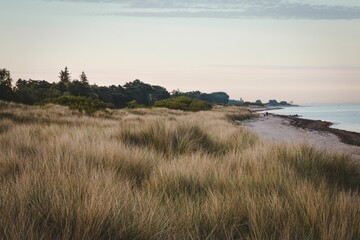 View of a field with dry yellow grass on the beach in Denmark