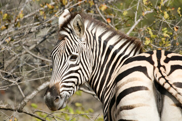 Fototapeta na wymiar Kruger National Park, South Africa: Burchell's zebra