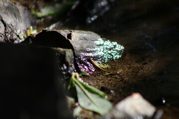cascade, rivière et bois