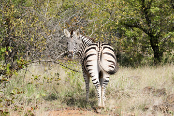 Fototapeta premium Kruger National Park, South Africa: Burchell's zebra