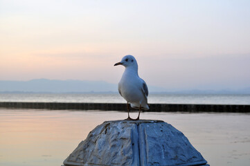 watch the peace
