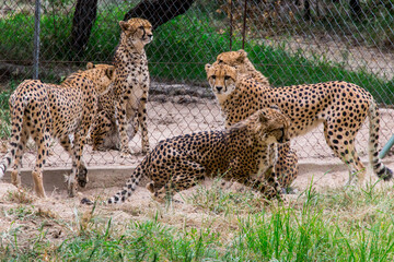 Acinonyx jubatus (Cheetah)