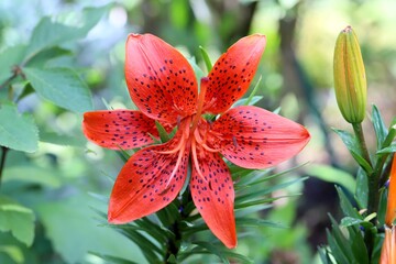 Orange Tiger Lilie © Willy