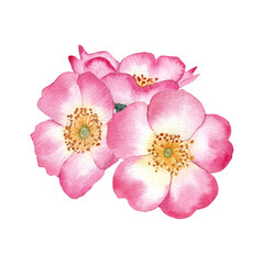 A bouquet of pink rosehip flowers. Watercolour. Medicinal plant. Isolated element on a white background.