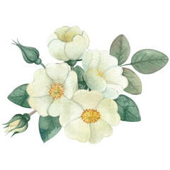 A composition of flowers and buds of white rosehip. Watercolor.