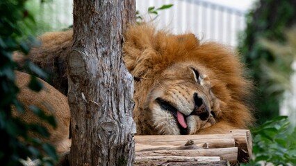 Closeup shot of a sleeping lion on the blurry background - Powered by Adobe