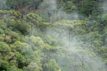 Brazilian Parana Pine Tree Forest
