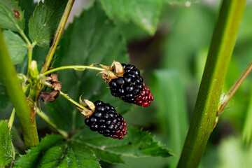 Jeżyny, dojrzewające jeżyny,  krzewy jeżyn, leśne owoce, dojrzewające owoce, Blackberries, ripening blackberries, blackberry bushes, forest fruits, ripening fruits, © Follow the Sun