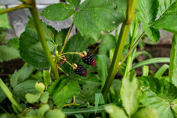 Jeżyny, dojrzewające jeżyny,  krzewy jeżyn, leśne owoce, dojrzewające owoce, Blackberries, ripening blackberries, blackberry bushes, forest fruits, ripening fruits, © Follow the Sun