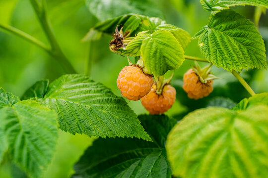 Z&oacute;łta malina, malina, malina na krzewie, Yellow raspberry, raspberry, raspberry on the bush,