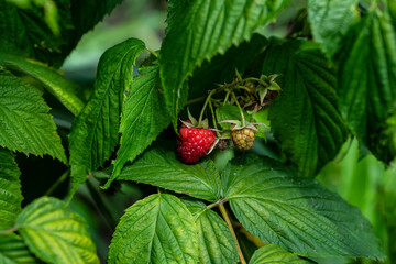 malina, malina na krzewie, raspberry, raspberry, raspberry on the bush,
 - obrazy, fototapety, plakaty