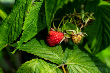 maliny, krzewy malin, dorastające maliny, owoce  © Follow the Sun