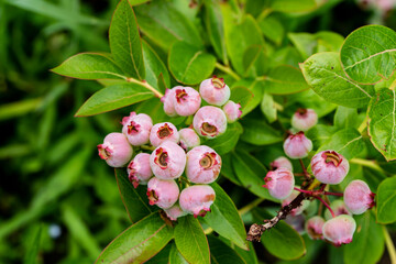 Borówki, dojrzewająca borówka, borówka amerykańska, Blueberries, ripening blueberries, blueberries,