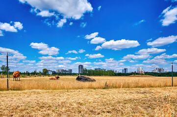Fototapeta premium Cattle on a pasture with the skyscrapers of the suburb of Gropiusstadt in Berlin in the background.