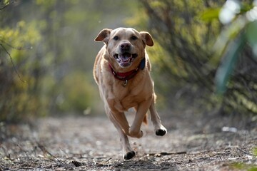 Cute labrador retriever running in a rural area in a blurred background