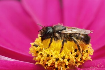 Colorful closeup on an aged female red mason bee, Osmia rufa, sitting on a purple Cosmos flower
