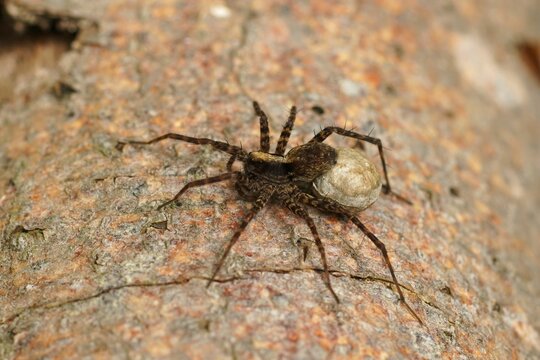 Closeup on a female wolf spider, Pardosa, sitting with her eggs 