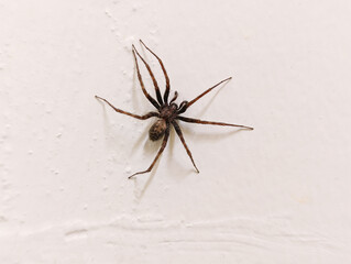 Creepy Large Spider