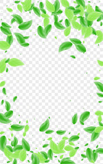 Greenish Foliage Background Transparent Vector. Sheet Life Card. Flavor Design. Light Green Motion Texture. Leaf Line.