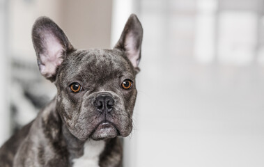 Portrait of Purebred French Bulldog