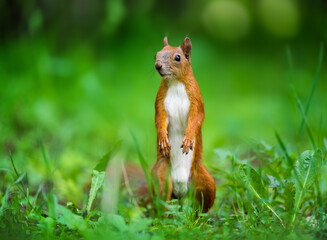 Naklejka na ściany i meble Funny Red squirrel in the park.