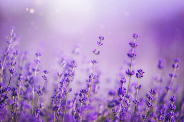 Lavender flower field, Blooming Violet fragrant lavender flowers.