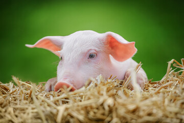 Pig in the hay and straw on green background.