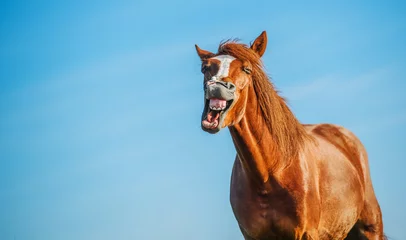 Foto op Canvas Crazy portrait of Crazy Laughing Horse © The Len