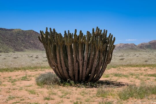 Euphorbia virosa, big cactus