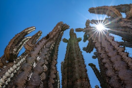 Euphorbia virosa, big cactus