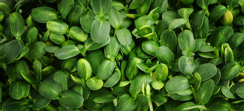 Green leaves background. Sunflower microgreen sprouts