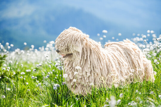 Cute Hungarian puli dog on green grass and white flowers n the Carpathian mountains, Ukraine, Europe.