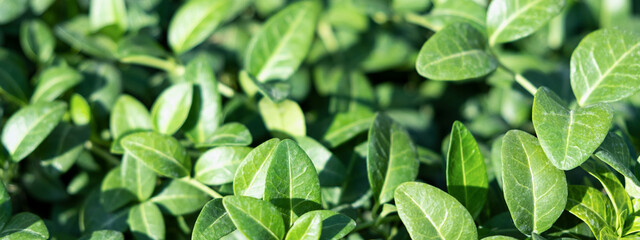Full Frame Green plant periwinkle, leaves foliage nature background, top view. Fresh garden...