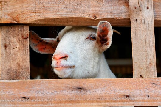 Closeup of a sheep-goat hybrid poking its head out of a wooden transportation cage