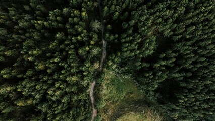 Aerial view of green pine trees on a mountain forest