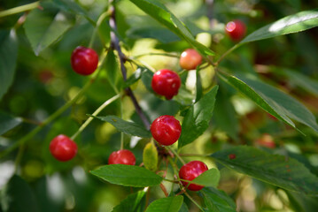 Obraz premium beautiful dark red cherries on a tree on a sunny summer day