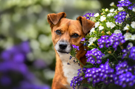 beautiful mixed breed dog portrait with blooming flowers outdoors