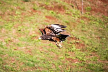 Hawk