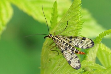 Closeup on a female German scorpionfly , Panorpa germanica