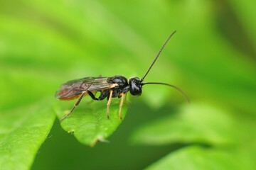 Closeup on a parasitic wasp , Tryphoninae sitting on a green lea - obrazy, fototapety, plakaty