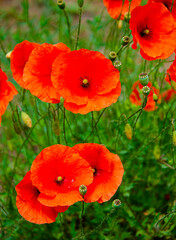 field of red poppies at sunset.flower closeup nature colorful grass