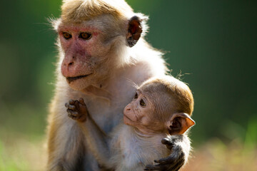 Toque Monkey Mother and Baby | Toque Monkey