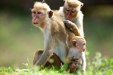 Toque Monkey Family | Sri Lankan Toque Monkey