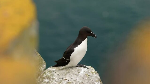 A razorbill (Alca torda) sits on a rock on the edge of a cliff looking out to sea in a seabird colony with turquoise water and flying seabirds in the background on Handa Island, Scotland.